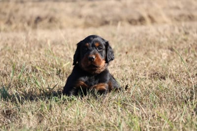 Setter Gordon