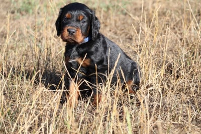 Les chiots de Setter Gordon