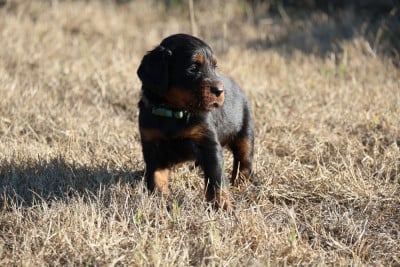 Monsieur bleu clair - Setter Gordon