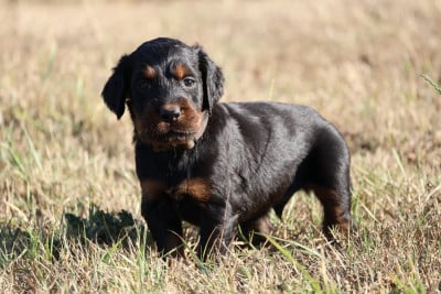 Monsieur noir - Setter Gordon