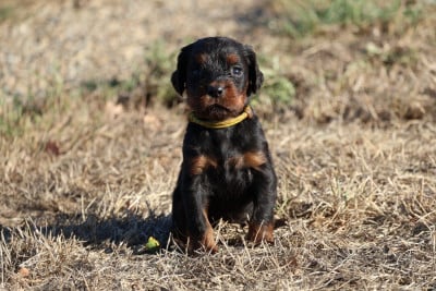 Monsieur jaune - Setter Gordon
