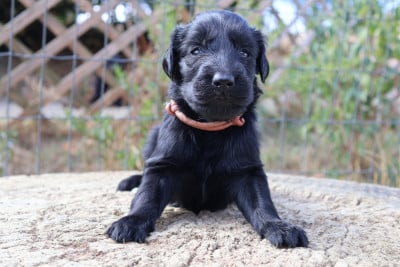 Les chiots de Flat Coated Retriever