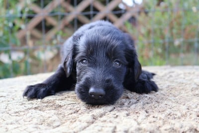Les chiots de Flat Coated Retriever