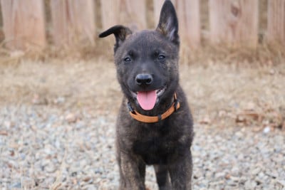 Les chiots de Berger hollandais