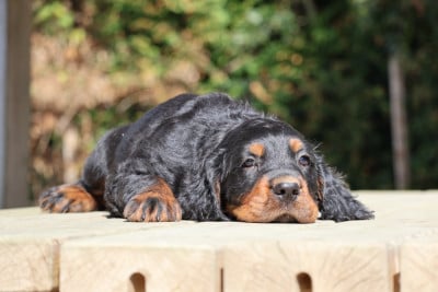 Les chiots de Setter Gordon