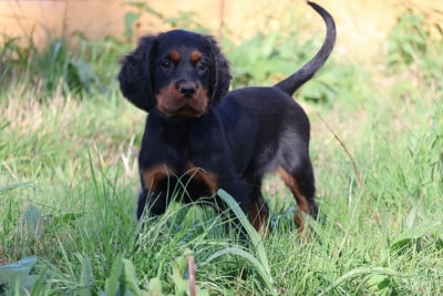 Les chiots de Setter Gordon