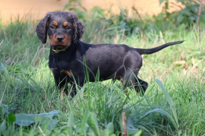 Les chiots de Setter Gordon
