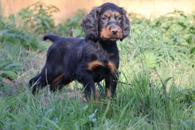 Les chiots de Setter Gordon
