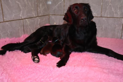 Les chiots de Flat Coated Retriever