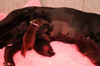 Les chiots de Flat Coated Retriever