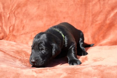 Les chiots de Flat Coated Retriever