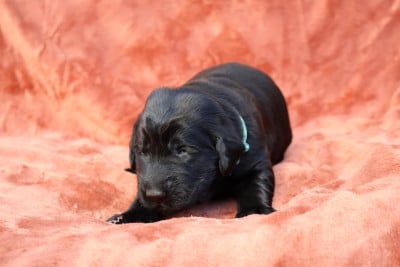 Les chiots de Flat Coated Retriever