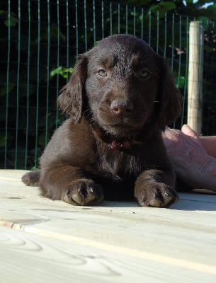 Les chiots de Flat Coated Retriever