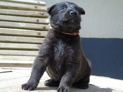 Les chiots de Berger hollandais