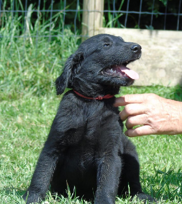 Les chiots de Flat Coated Retriever