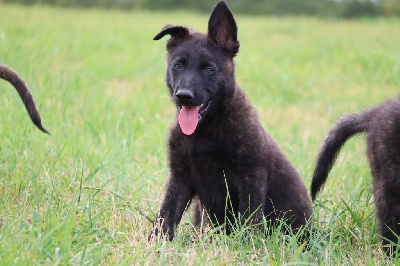 Les chiots de Berger hollandais