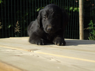 Les chiots de Flat Coated Retriever