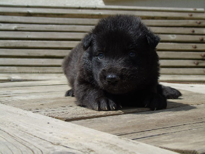 Les chiots de Berger hollandais