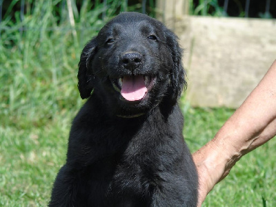 Les chiots de Flat Coated Retriever