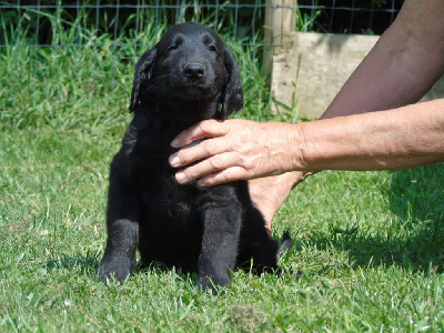 Les chiots de Flat Coated Retriever