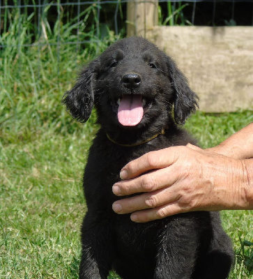 Les chiots de Flat Coated Retriever