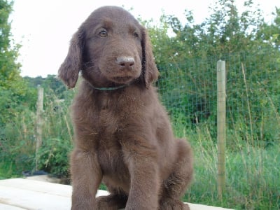 Les chiots de Flat Coated Retriever