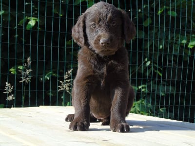Les chiots de Flat Coated Retriever