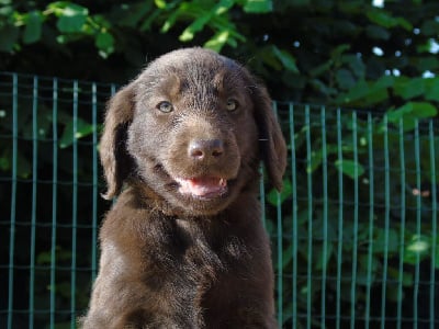 Les chiots de Flat Coated Retriever