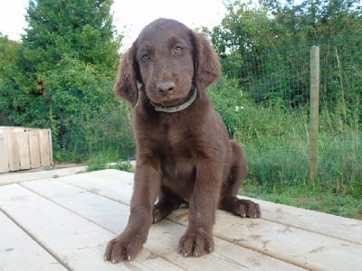 Les chiots de Flat Coated Retriever
