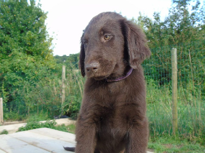 Les chiots de Flat Coated Retriever