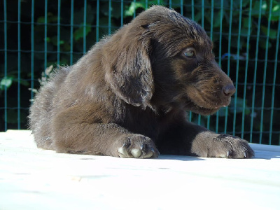 Les chiots de Flat Coated Retriever