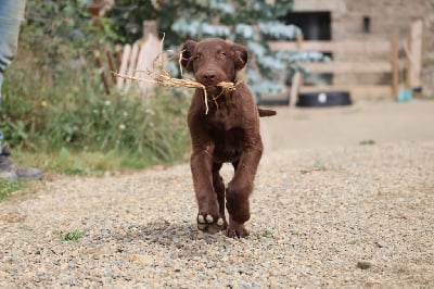 Les chiots de Flat Coated Retriever