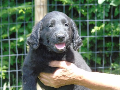 Les chiots de Flat Coated Retriever