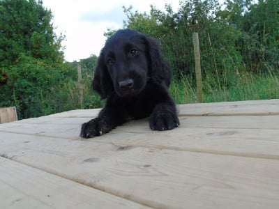 Les chiots de Flat Coated Retriever