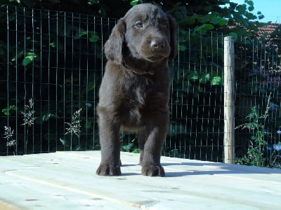 Les chiots de Flat Coated Retriever