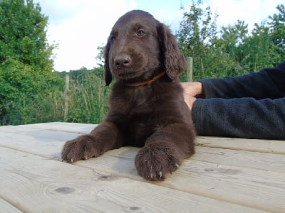 Les chiots de Flat Coated Retriever