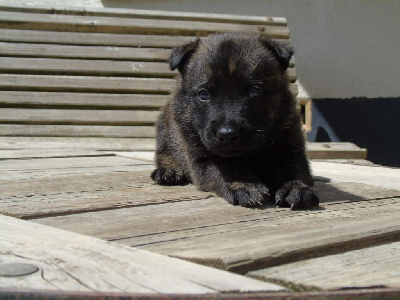 Les chiots de Berger hollandais
