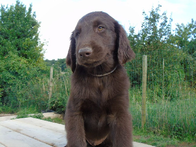 Les chiots de Flat Coated Retriever