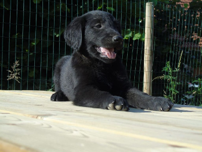 Les chiots de Flat Coated Retriever