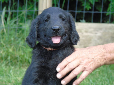 Les chiots de Flat Coated Retriever