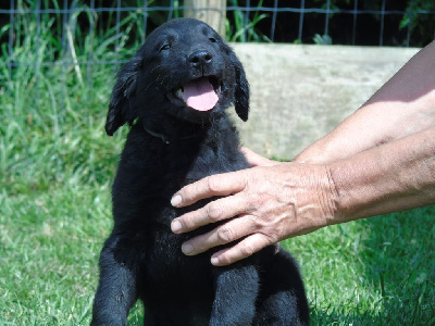 Les chiots de Flat Coated Retriever