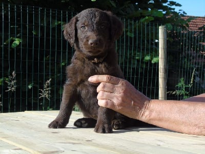 Les chiots de Flat Coated Retriever