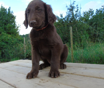 Les chiots de Flat Coated Retriever