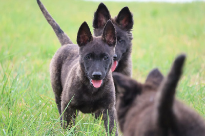 Les chiots de Berger hollandais