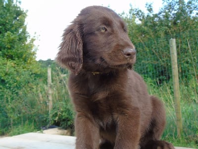 Les chiots de Flat Coated Retriever