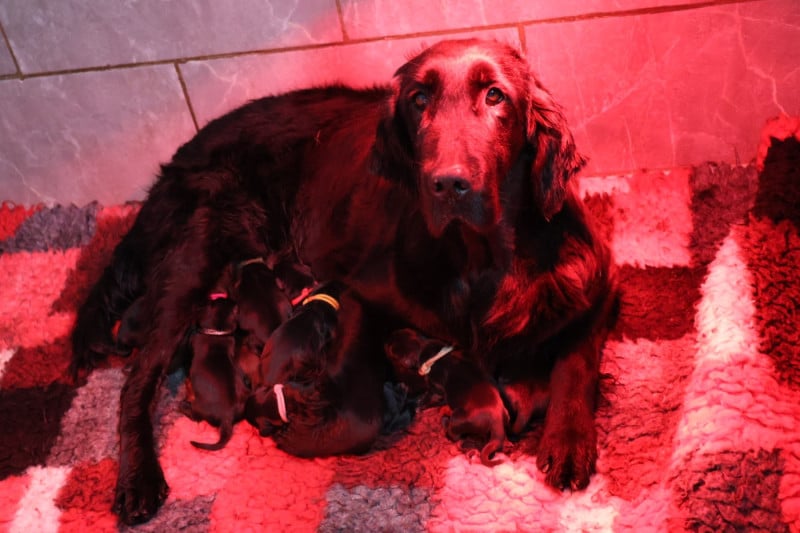 Flat Coated Retriever - Du Domaine De Phoebapooros