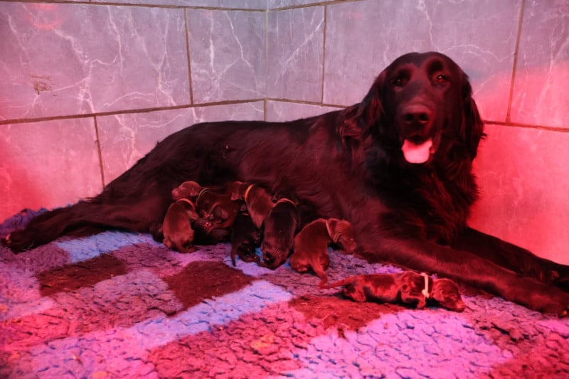 Flat Coated Retriever - Du Domaine De Phoebapooros