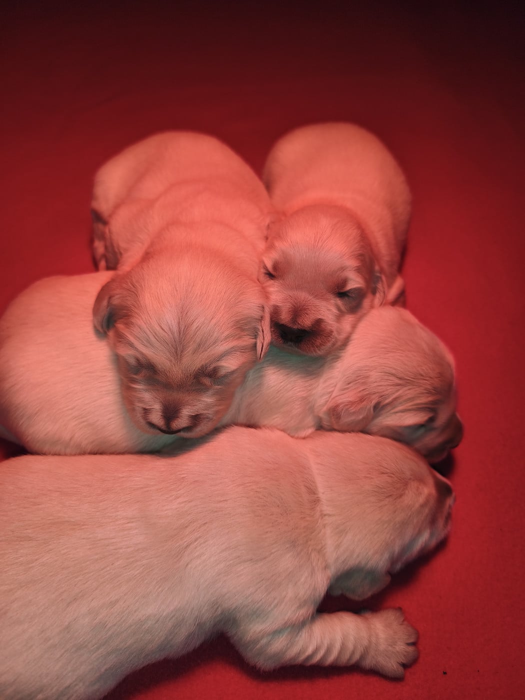 Chiot Golden Retriever