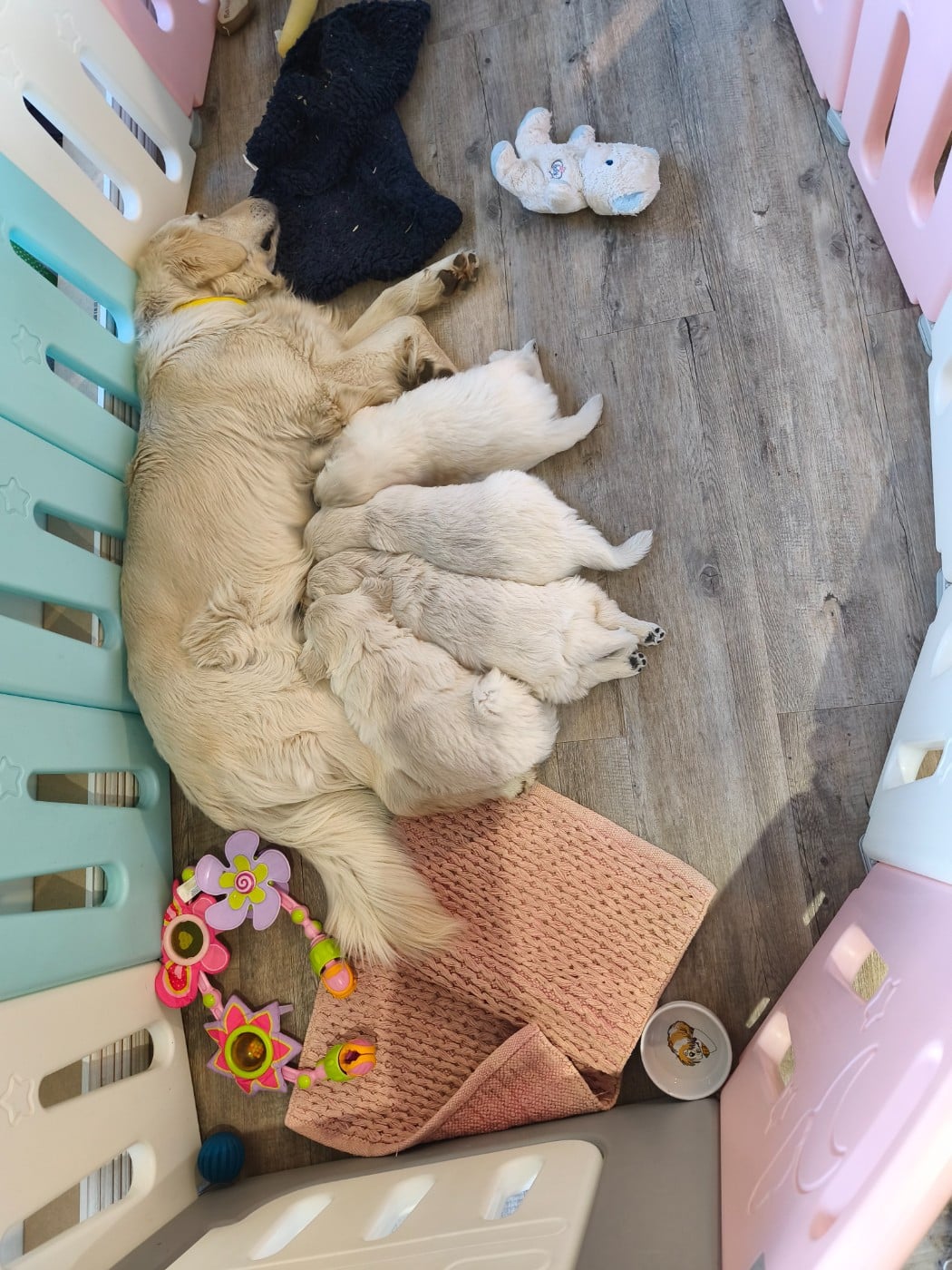 Golden Retriever - Des Pimouchouck's