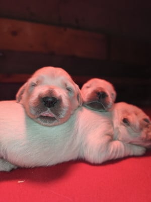 Les chiots de Golden Retriever